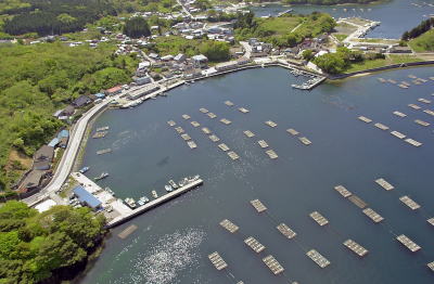 大船渡湾内牡蠣養殖場(震災前)